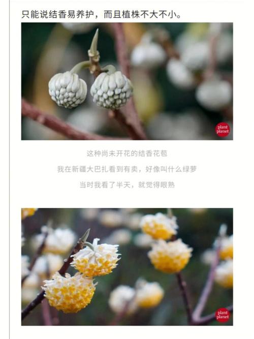 绿萝花的功效与作用,绿萝花的功效与作用有哪些