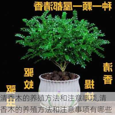 清香木的养殖方法和注意事项,清香木的养殖方法和注意事项有哪些