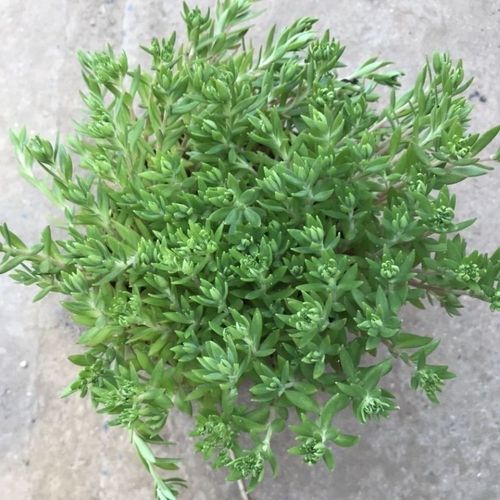 垂盆草的功效与作用,垂盆草的功效与作用及图片