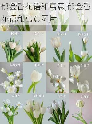 郁金香花语和寓意,郁金香花语和寓意图片